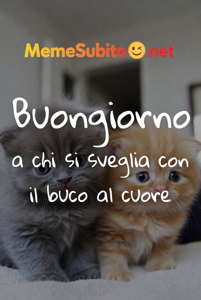 buongiorno con gattino 2