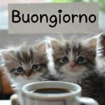 Buongiorno con gattino #5 – Gatto buongiorno da condividere