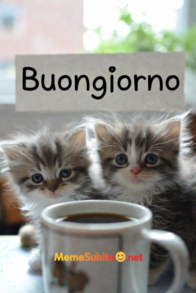 buongiorno con gattino 5