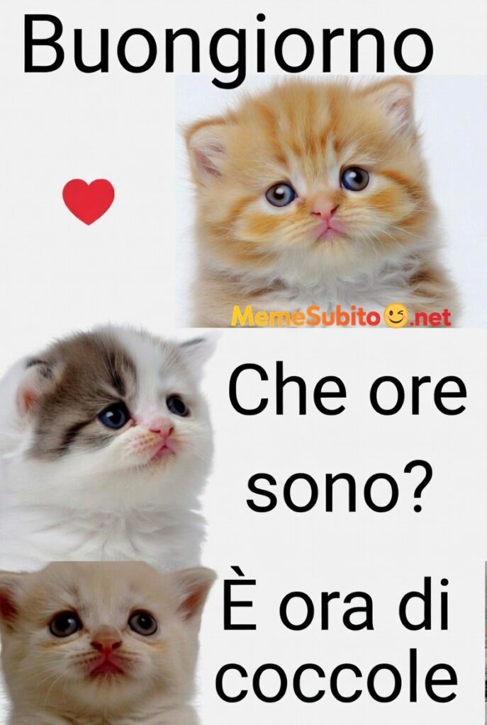 buongiorno con gattino 6