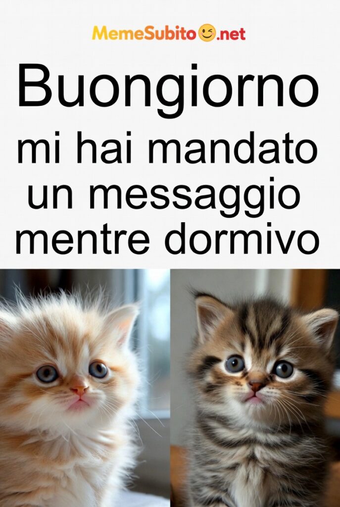 buongiorno con gattino 7