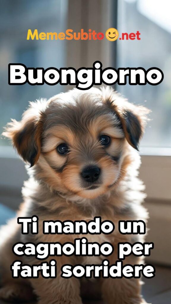 Meme cani italiani #13 – Cane italiano e la palla