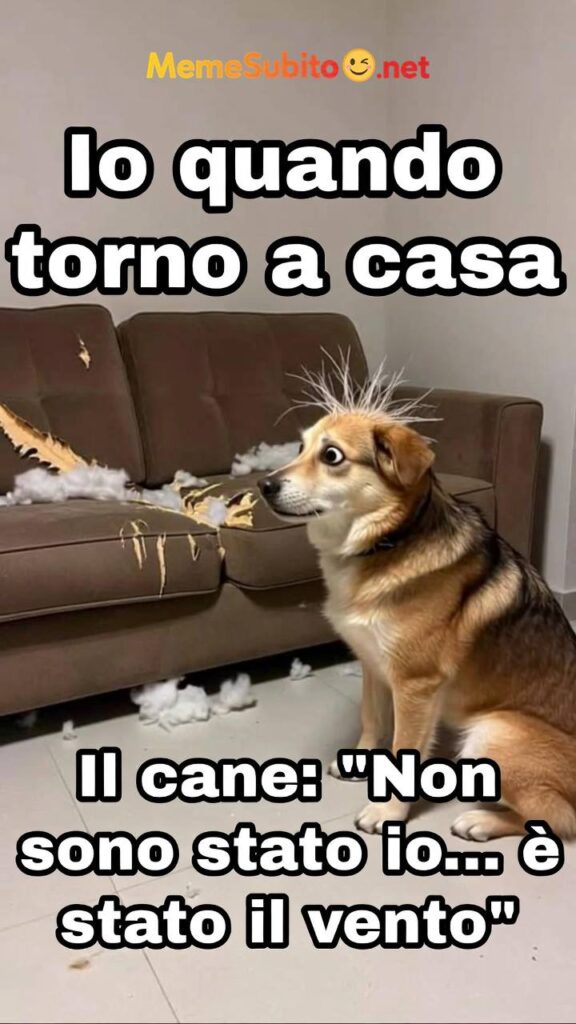 Meme cani divertenti #19 – Cane italiano e la passeggiata