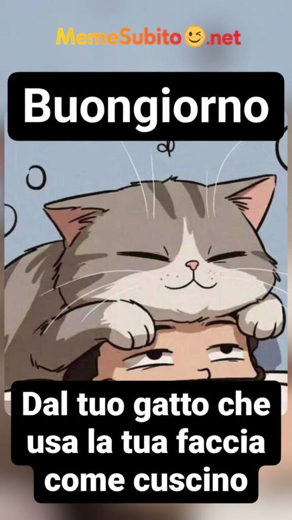 Il miglior meme gatto – Meme gatti divertenti [Gatti]