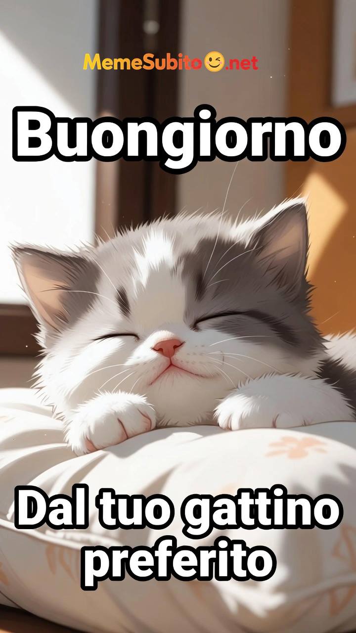 Meme gatti italiani #11 – Gatto italiano e le coccole