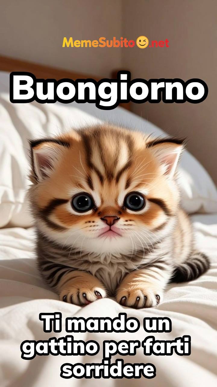 Meme gatti italiani #13 – Gatto italiano e il cibo