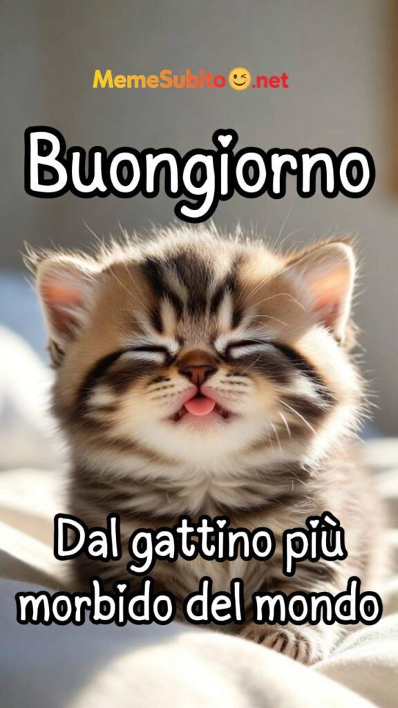 Meme gatti italiani #15 – Gatto italiano e il padrone