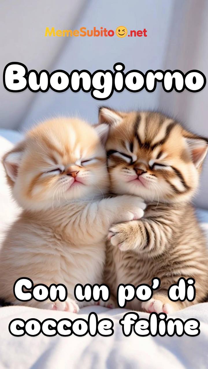 Meme gatti divertentissimi #16 – Gatto italiano e le fusa