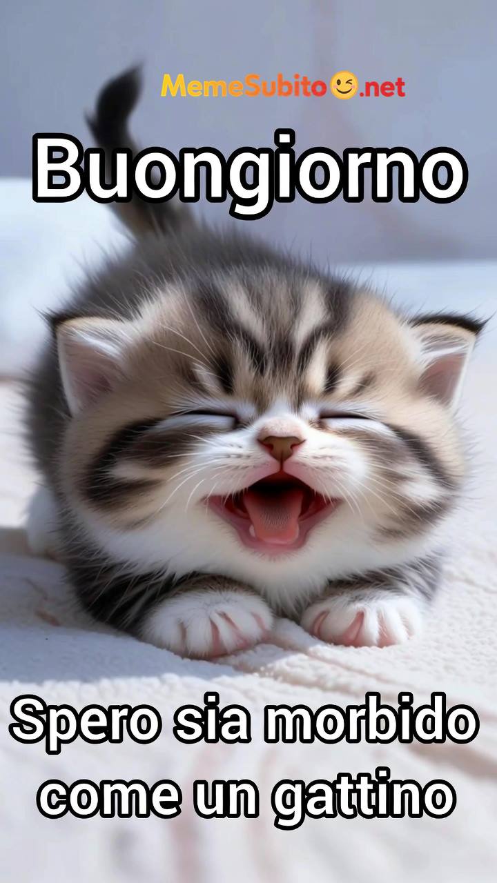 Meme gatti divertenti #18 – Gatto italiano di notte