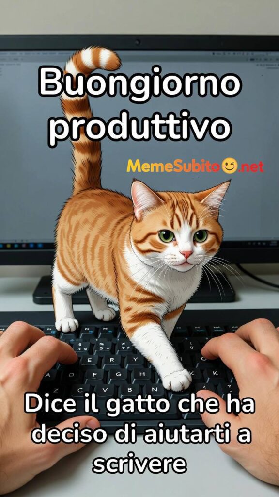 Meme gatti divertenti #3 – Gatto italiano e la scatola