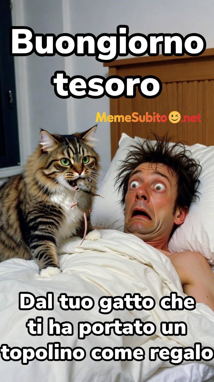 Meme gatti italiani #4 – Gatto italiano capriccioso