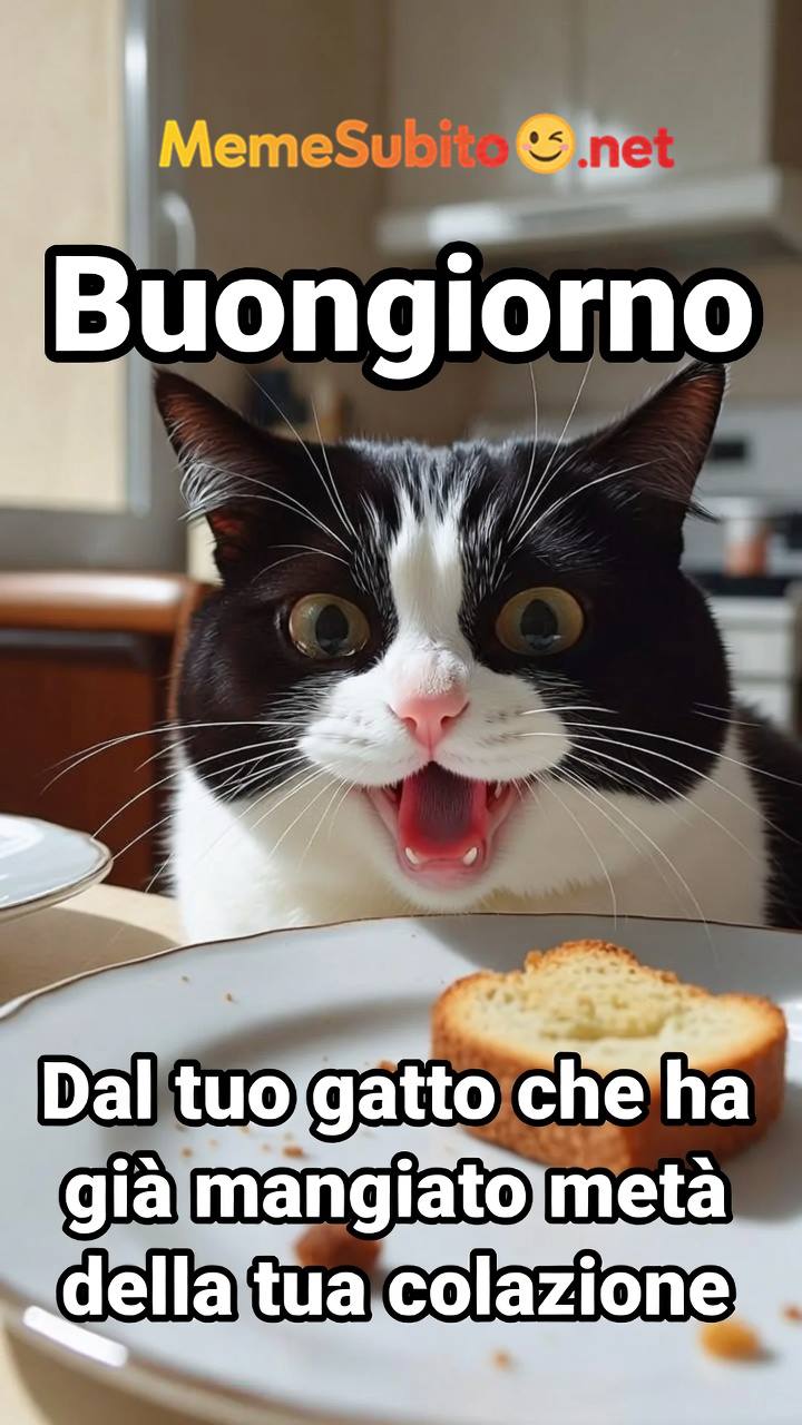 Meme gatti divertenti #5 – Gatto italiano e il riposo