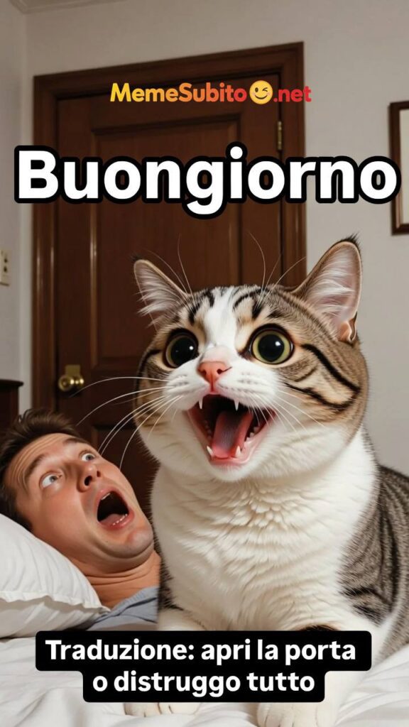 Gatto e la finestra – Meme gatti [Gatti]