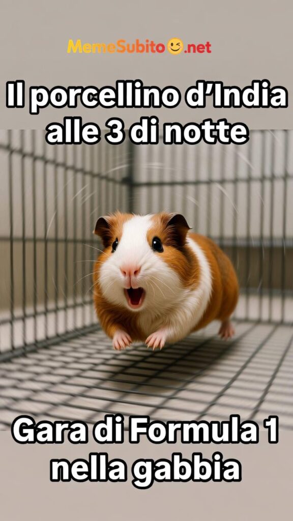 Animali troppo buffi – Meme animali divertenti