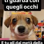 Meme animali comicissimi #23 – Animali italiani in situazioni assurde