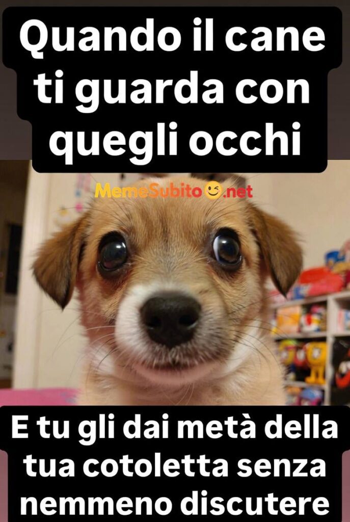 Animali in situazioni assurde – Meme animali comicissimi